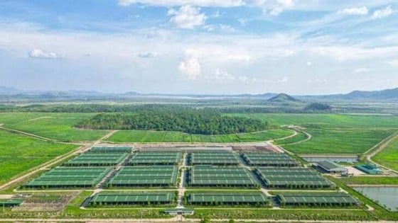 Mở rộng dự án chăn nuôi bò 44 triệu USD của Chi nhánh Nông nghiệp Thaco tại miền Trung Việt Nam
